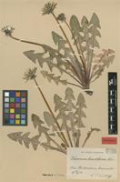 Isolectotype of Taraxacum hamatiforme Dahlst. [family ASTERACEAE]