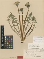 Isolectotype of Taraxacum aequatum Dahlst. [family ASTERACEAE]