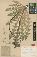 Isotype of Taraxacum arrectipes G.E.Haglund [family ASTERACEAE]