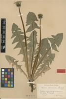 Isolectotype of Taraxacum aurosulum H.Lindb. [family ASTERACEAE]