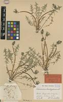 Lectotype of Taraxacum brachyglossum Dahlst. [family ASTERACEAE]