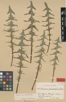 Isolectotype of Taraxacum canoviride H.Lindb. [family ASTERACEAE]