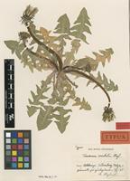 Holotype of Taraxacum coartatum G.E.Haglund [family ASTERACEAE]