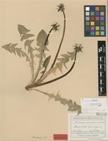 Isolectotype of Taraxacum connexum Dahlst. [family ASTERACEAE]