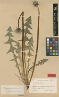 Isolectotype of Taraxacum cordatum Palmgr. [family ASTERACEAE]