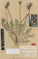 Lectotype of Taraxacum croceiflorum Dahlst. [family ASTERACEAE]