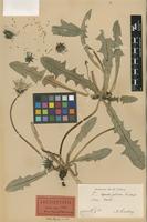 Lectotype of Taraxacum cymbifolium H.Lindb. ex Dahlst. [family ASTERACEAE]
