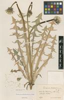 Isotype of Taraxacum diastematicum Markl. [family ASTERACEAE]