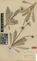Isotype of Taraxacum excellens Dahlst. [family ASTERACEAE]