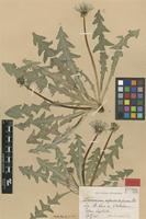 Isotype of Taraxacum expallidiforme Dahlst. [family ASTERACEAE]