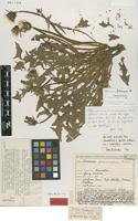 Isolectotype of Taraxacum fulvicarpum Dahlst. [family ASTERACEAE]
