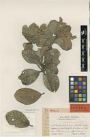 Type of Guettarda apiculata Urb. & Ekman [family RUBIACEAE]