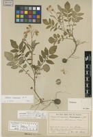 Type of Solanum malmeanum Bitter [family SOLANACEAE]