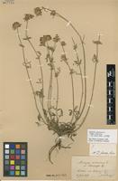 Isotype of Anthyllis vulneraria L. var. langei Jalas [family FABACEAE]