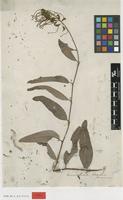 Type of Grevillea goodii R.Br. [family PROTEACEAE]