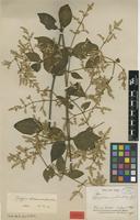 Syntype of Hebanthe hookeriana Hemsl. [family AMARANTHACEAE]