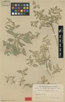 Isotype of Gomphrena discolor R.E.Fr. [family AMARANTHACEAE]