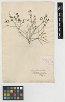 Filed as Euphorbia spinosa L. [family EUPHORBIACEAE]
