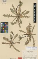 Isotype of Taraxacum vacillans G.E.Haglund [family ASTERACEAE]
