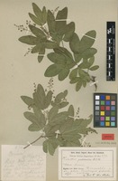 Syntype of Helietta puberula R.E.Fr. [family RUTACEAE]