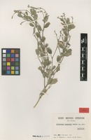Isotype of Tephrosia kassasii Boulos [family FABACEAE]