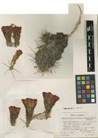 Filed as Echinocereus triglochidiatus Engelm. subsp. mojavensis (Engelm. & J.M.Bigelow) W.Blum & Mich.Lange [family CACTACEAE]