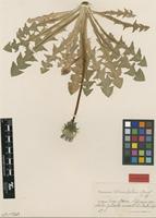 Isolectotype of Taraxacum laticordatum Markl. [family ASTERACEAE]
