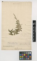 Filed as Asplenium radicans L. [family ASPLENIACEAE]