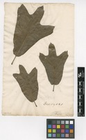 Filed as Quercus aegilops L. [family FAGACEAE]