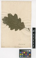 Filed as Quercus nigra L. [family FAGACEAE]