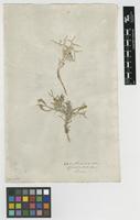 Filed as Centaurea spinosa L. [family ASTERACEAE]