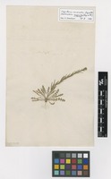 Filed as Sisymbrium runcinatum Lag. ex DC. [family BRASSICACEAE]