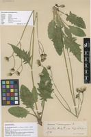 Lectotype of Hieracium silvaticum Porta subsp. caesionigrescens Fr. ex Stenstr. [family ASTERACEAE]