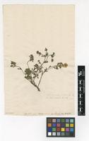Filed as Potentilla aurea L. [family ROSACEAE]