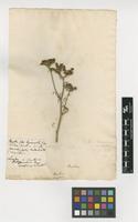 Filed as Ruta montana (L.) L. [family RUTACEAE]