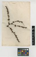 Filed as Rumex pulcher L. [family POLYGONACEAE]