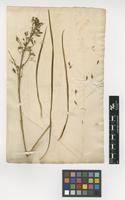 Filed as Anthericum ramosum L. [family ANTHERICACEAE]