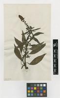 Filed as Lysimachia atropurpurea L. [family MYRSINACEAE]