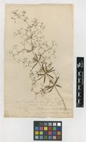 Filed as Galium aristatum L. [family RUBIACEAE]