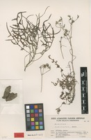 Type of Sonchus tuberifer Svent. [family ASTERACEAE]