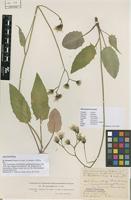 Lectotype of Hieracium larssonii Johanss. & Sam. [family ASTERACEAE]