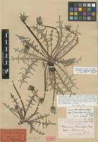Holotype of Taraxacum haematicum G.E.Haglund ex H.Øllg. & Wittzell [family ASTERACEAE]