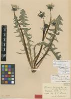 Lectotype of Taraxacum hemipolyodon Dahlst. [family ASTERACEAE]