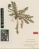 Isotype of Taraxacum leucopodum G.E.Haglund [family ASTERACEAE]