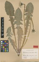 Isolectotype of Taraxacum lucidum Dahlst. [family ASTERACEAE]