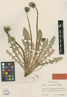 Holotype of Taraxacum macranthoides G.E.Haglund [family ASTERACEAE]