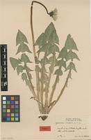 Isotype of Taraxacum nemorum G.E.Haglund [family ASTERACEAE]