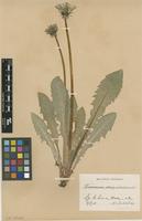 Isolectotype of Taraxacum obliquilobum Dahlst. [family ASTERACEAE]