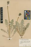 Isolectotype of Taraxacum ochrochlorum G.E.Haglund [family ASTERACEAE]