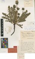 Paratype of Taraxacum orcadense Dahlst. [family ASTERACEAE]